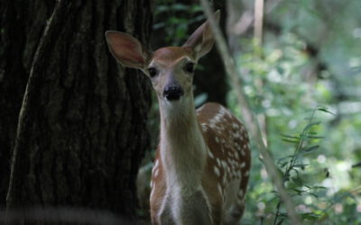 Field Notes: June 23, 2025